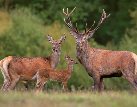 Deer animal health supplements