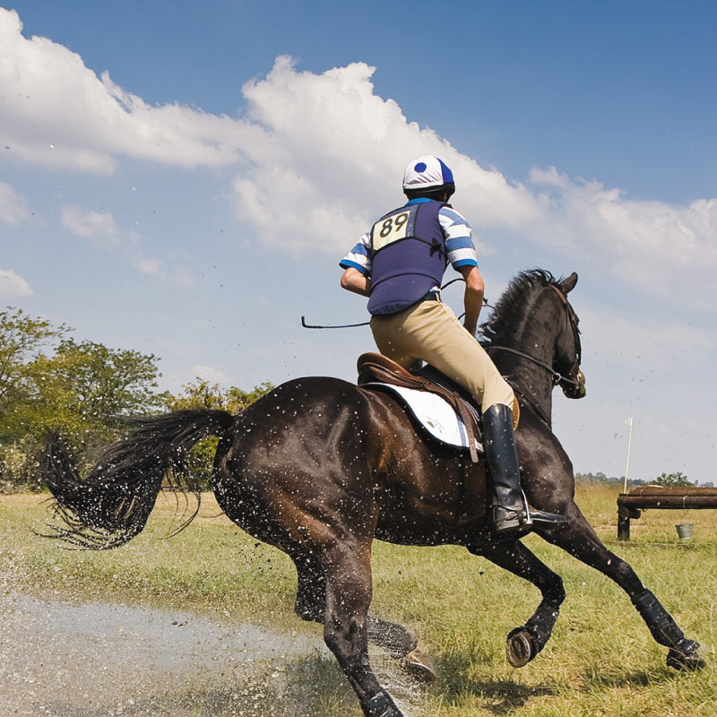 Equine animal health supplements